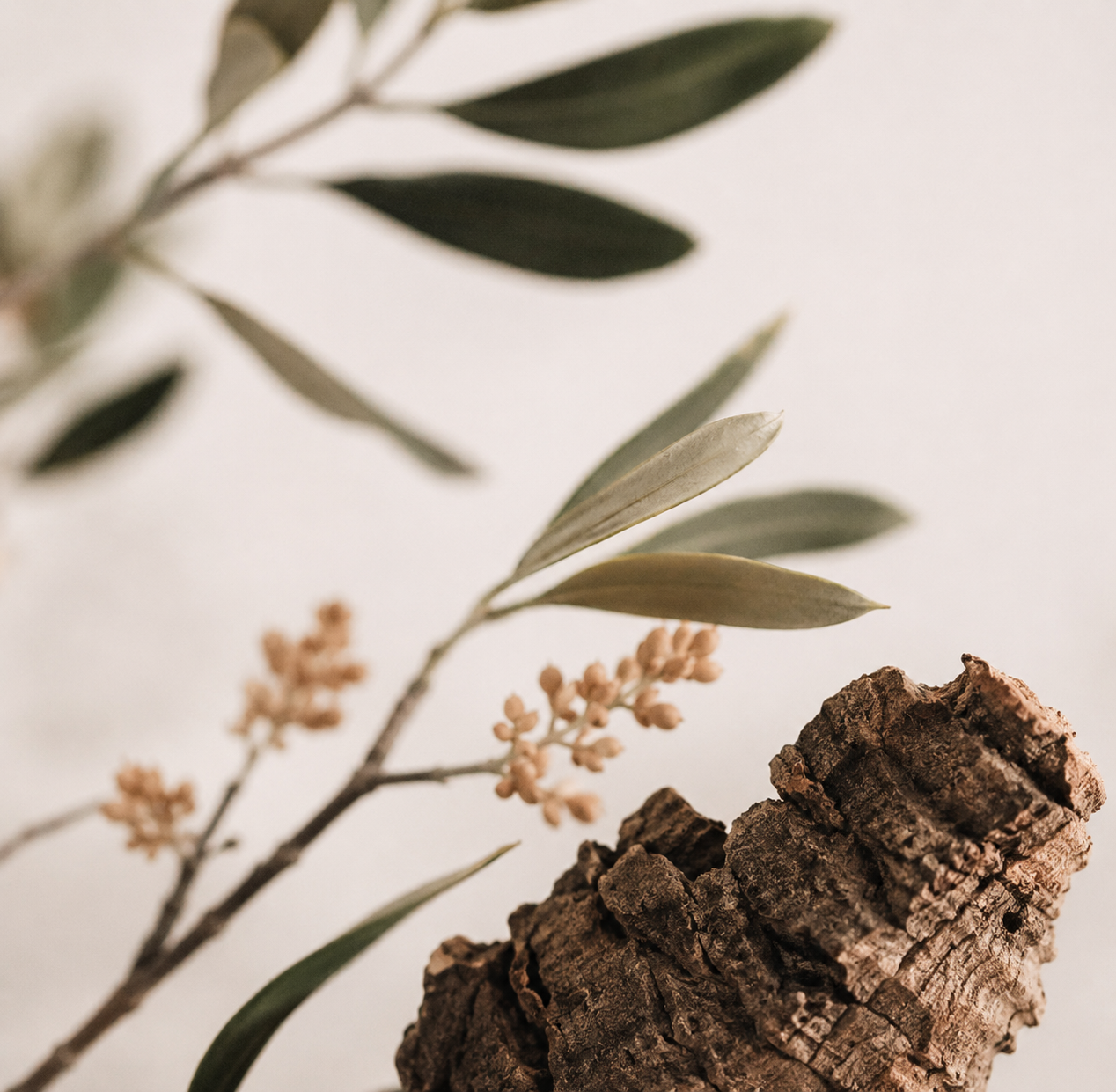 Inspiración Cork SENT Empordà
